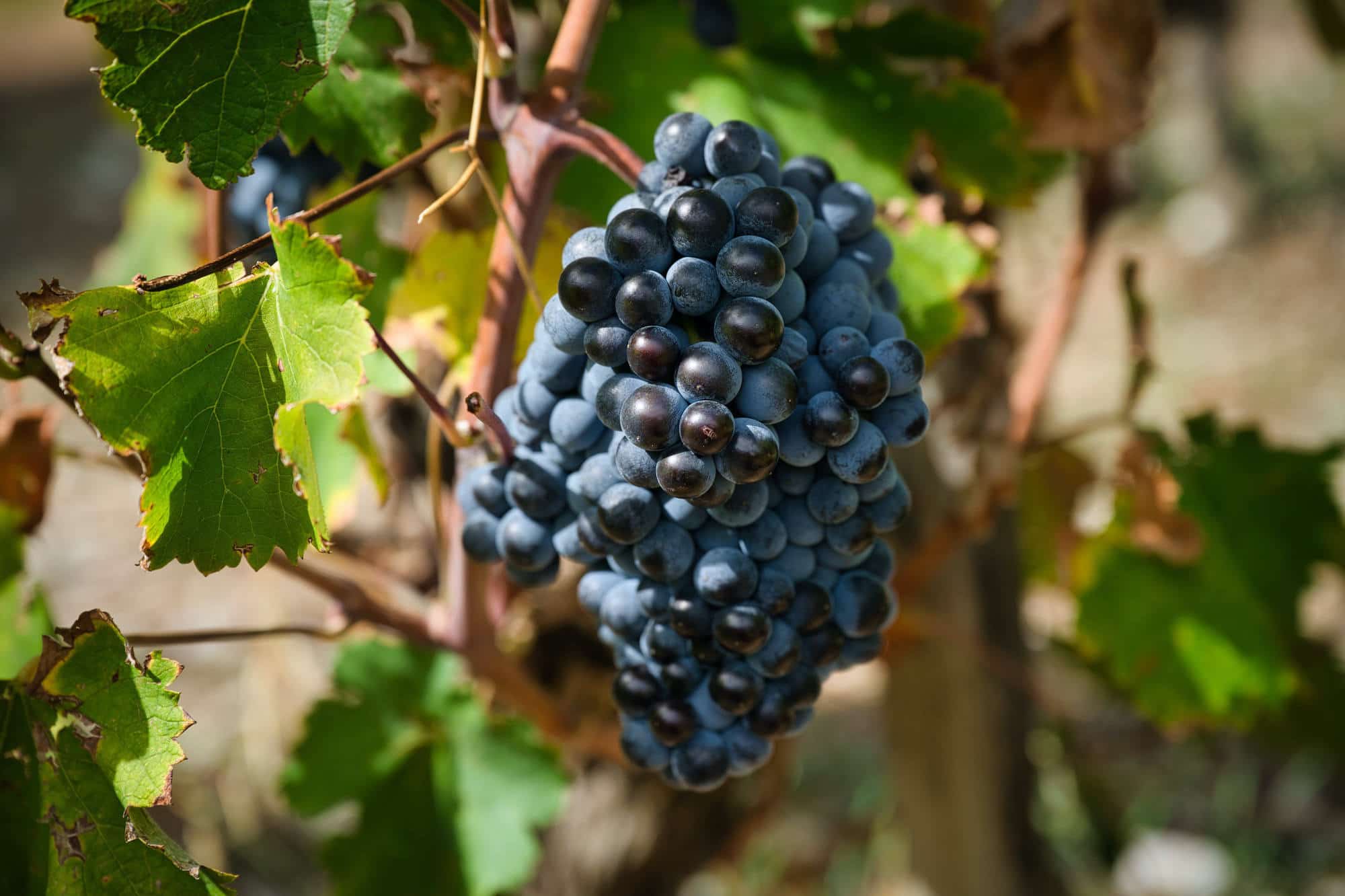 Weinreben für den perfekten Wein in der Provence auf der Genussreise